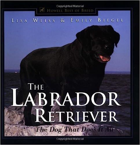 labrador retriever price